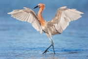Egretta-rufescens;Reddish-Egret;One;Southeast-USA;avifauna;bird;close-up;color;c